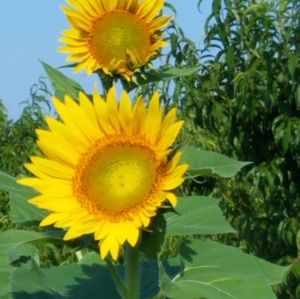 Meet your Posher, Tara